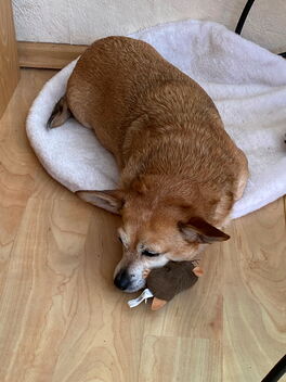 Iris Westhowe - Portrait